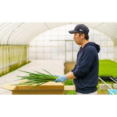 ふるさと納税 生産農家直送　京野菜・九条ねぎ　2kg×6回 京都府宇治田原町