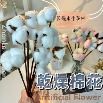 棉花頭 棉花花頭 天然棉花 乾燥棉花 乾燥花 永生花 聖誕diy材料包 永生花材 棉花 拍照道具