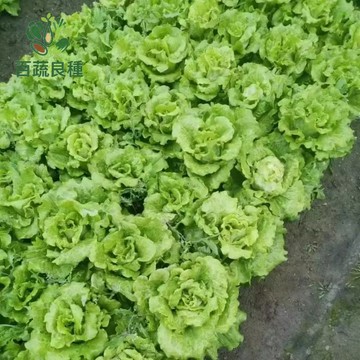 波斯頓萵苣種子 奶油萵苣 波士頓生菜 結球萵苣 嫩葉生菜 美生菜 柔軟菜葉 沙拉必備 陽台盆栽 快速採收 居家種菜 脆嫩