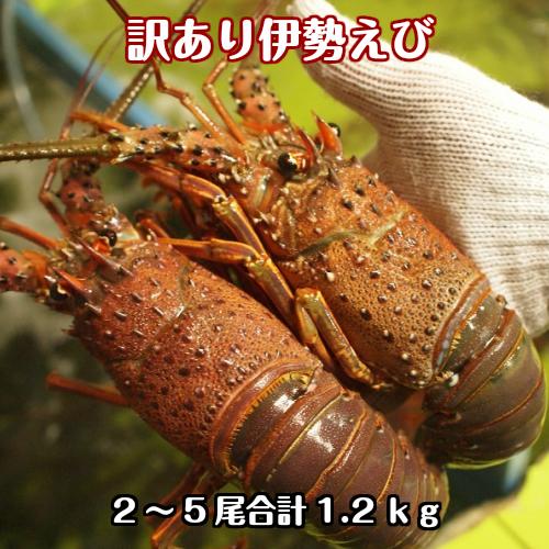 淡路島産天然活伊勢えび2〜5尾で合計1.2kｇ（イセエビ　伊勢海老　いせえび）（訳あり　理由あり　ヒゲ折れ）