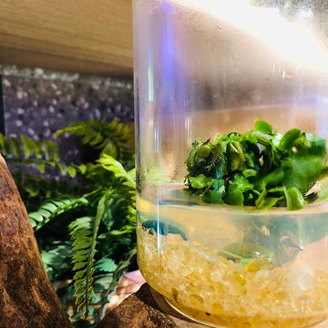 【財源滾滾】食蟲植物【捕蠅草】辦公室招財植物