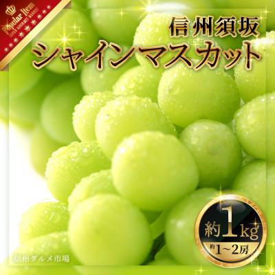 ふるさと納税 須坂市 　人気のシャインマスカット 約1kg　信州グルメ市場厳選