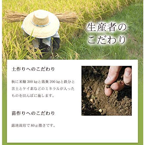 特別栽培米 減農薬コシヒカリ 5kg (玄米)