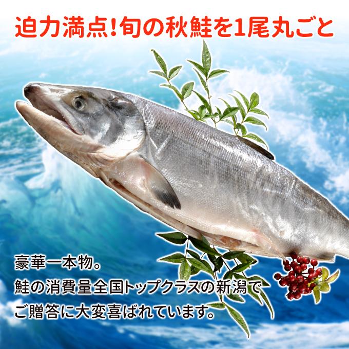 2023年新物！北海道産 新巻鮭一本物 約4.0kg 送料無料 新巻き鮭