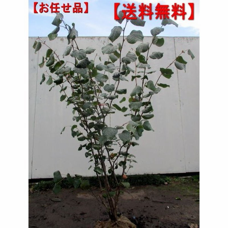 マルバノキ 樹高約1 5m前後 根鉢含まず シンボルツリー 庭木 植木 落葉樹 落葉低木 通販 Lineポイント最大0 5 Get Lineショッピング