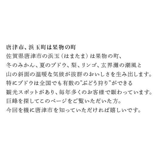 ふるさと納税 佐賀県 唐津市 『予約受付』唐津市産種あり大粒「巨峰」約3kg(5〜8房) ぶどう ブドウ 果物 フルーツ ギフト