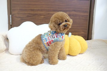 全圖案 (家樂氏/懷舊朱古力/販賣機) harness