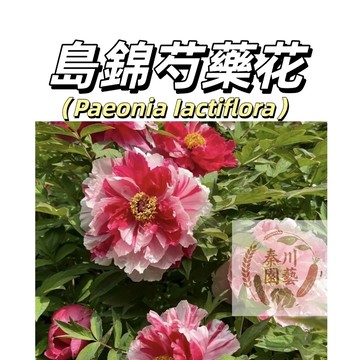 台灣現貨（島錦芍藥花種子 SY-7）濃香型~重辦多年生觀賞花卉耐熱大花型庭院陽台盆栽非牡丹四季可種植可藥用可觀賞