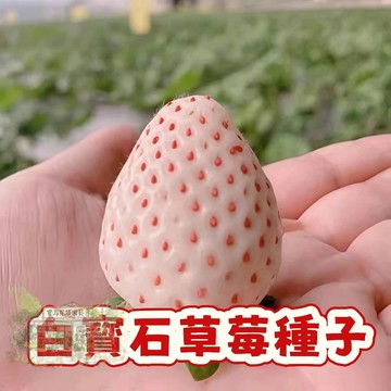 🍓草莓種子 【草莓種子】陽台庭院盆栽植物種子  四季種植當年結果  精選高發芽率95% #Strawberr