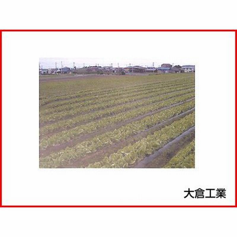 ファッション通販】 グリーンマルチダーク 厚さ0.02mm×幅95cm×長さ200m 6本セット