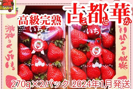 いちご好きのためのいちご 奈良県ブランドいちご 「古都華（ことか）」2024年1月発送   奈良県広陵町の大人気フルーツ冬の味覚の苺 先行予約   いちご イチゴ 苺