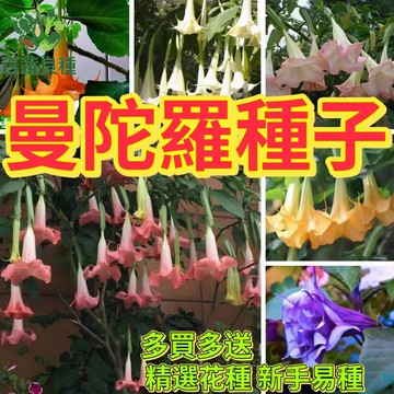 觀賞用曼陀羅花種子 天使號角 木本曼陀羅 大花曼陀羅 庭院植物 大型花卉 灌木種子 花園造景 特殊花卉 種子盆栽 開花植