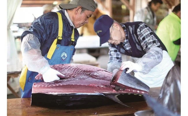 鷹島産本まぐろ定期便（1本分）