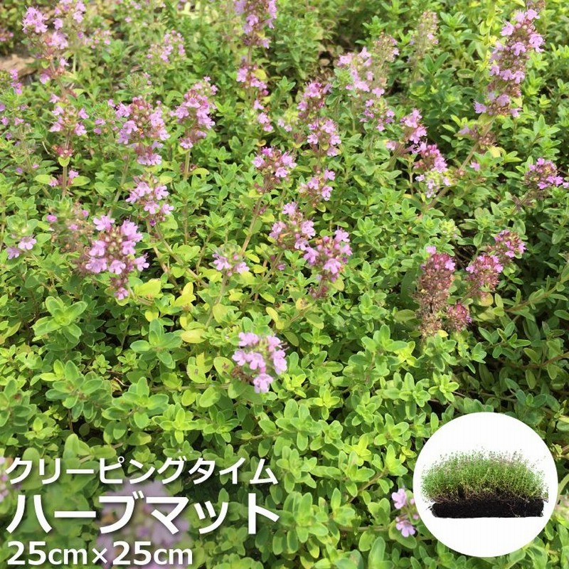 ハーブマット クリーピングタイム 25cm 25cm 雑草対策 花 ガーデニング ハーブティー 通販 Lineポイント最大0 5 Get Lineショッピング