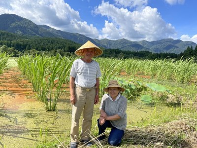 特別栽培米　蛍たる米コシヒカリ5kg