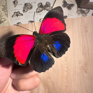 【現貨】🦋克勞迪娜蛺蝶🦋 蝴蝶 昆蟲 模型 乾貨三角紙包裝 #非活體 #類模型 #藝術品