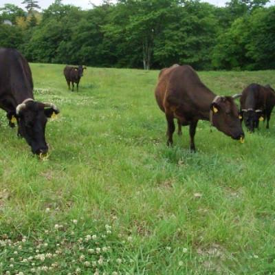 ふるさと納税 龍ケ崎市 セット　(茨城県共通返礼品)