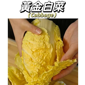 【皮薄甜嫩】黃金白菜種子 20天速成白菜~｜火鍋首選 口感鮮甜｜耐熱好種 台灣四季可收｜陽台盆栽 免農藥 #葉菜類