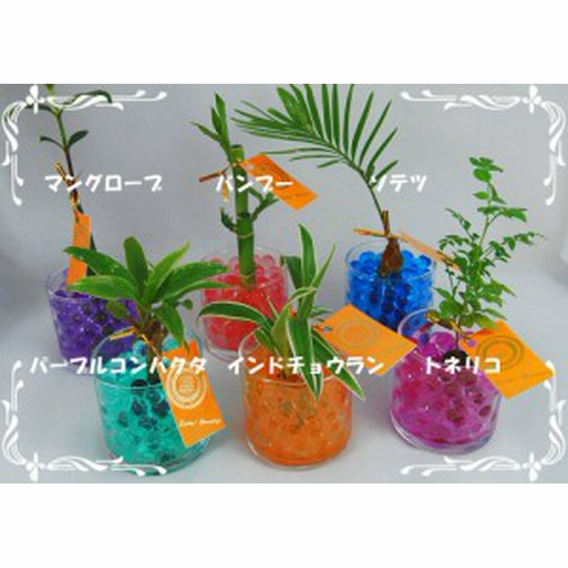 サークル70グラス ゼリーボール１鉢 通販 Lineポイント最大1 0 Get Lineショッピング