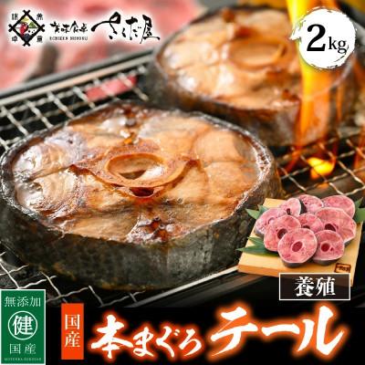 ふるさと納税 越前町 本マグロテール2kg!!