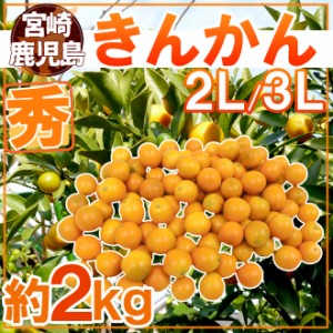 宮崎・鹿児島県 ”きんかん” 秀品 2L～3L 約2kg 金柑 送料無料