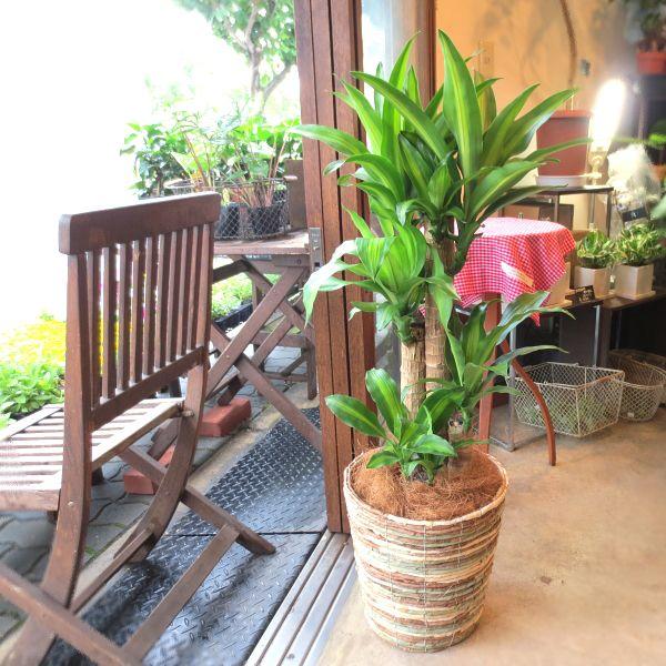 Amazon｜幸福の木 ドラセナ マッサンゲアナ 7号鉢サイズ 鉢植え