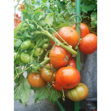 青禾園藝亞伯拉罕布朗番茄FQ-46🍅稀有進口品種大果西紅柿多年生盆栽果菜蔬菜種子#tomato