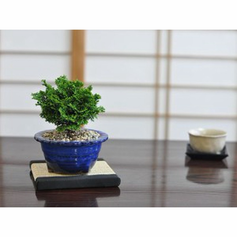 盆栽 ミニ津山檜 ミニ盆栽 Bonsai ぼんさい ひのき 初心者 入門 ギフト ラッピング 人気 通販 Lineポイント最大1 0 Get Lineショッピング