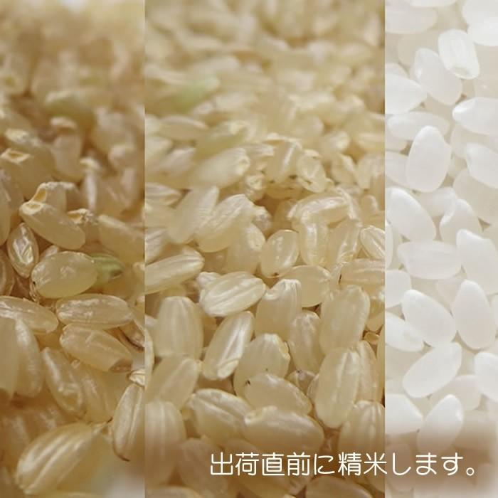 新米ひのひかり令和５年度産 無農薬・無化学肥料栽培 10kg 農園直送 送料無料