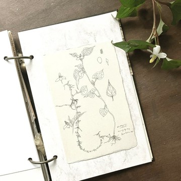 和紙明信片【魚腥草】