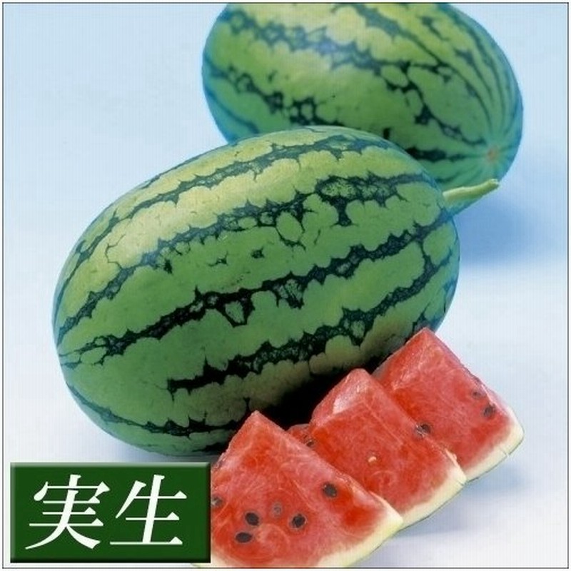 苗 スイカ 野菜 F1ハニーボール 28株 実生野菜苗 すいか 苗 スイカ苗 自根苗 通販 Lineポイント最大0 5 Get Lineショッピング