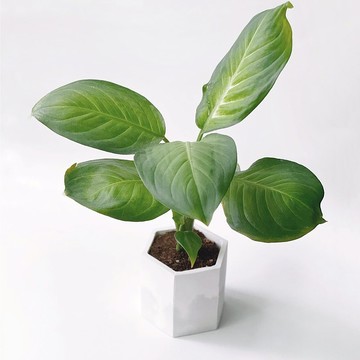 (預購) 白灰漸層系列 | 瑪麗安粗肋草 六邊形雙色水泥盆栽