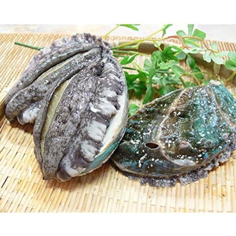 紀州アワビ むき身 300g 約300g×2 アワビ 国産 貝類 冷凍 海鮮 簡単 殻なし 和歌山産