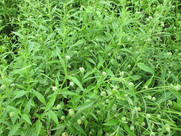 冇骨消  七葉蓮(台灣種植)