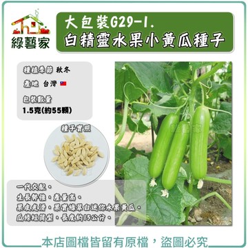 【綠藝家】大包裝G29-1.白精靈水果小黃瓜種子1.5克(約55顆)(有藥劑處理)全雌水果小胡瓜/F1 果菜