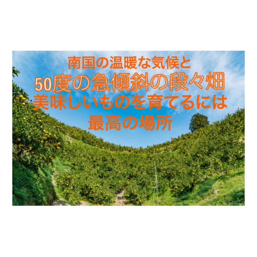 厳選 園主こだわり土佐文旦5kg大玉 果物 くだもの 柑橘