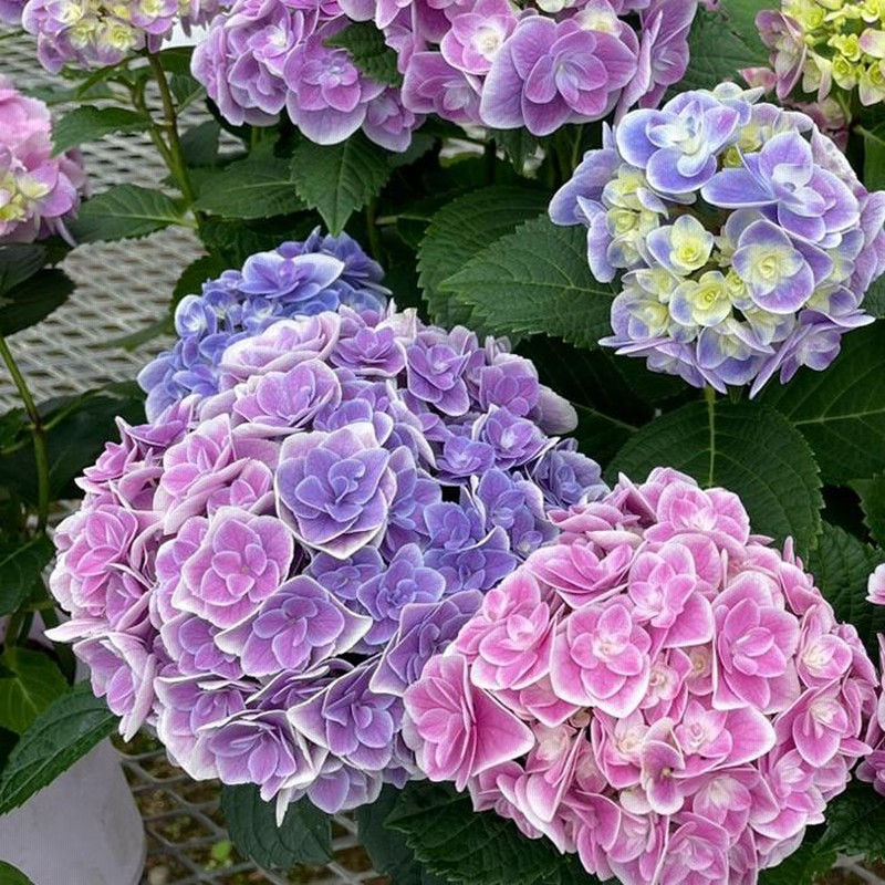 月花 即日☆【造花】MAGIQ東京堂/かれん桃枝 PINK/FM004463 - 花材