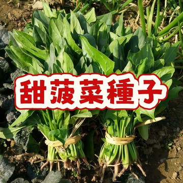 臺灣甜菠菜種子 黃金菠菜 角菜 赤根菜 嫩葉蔬菜 家庭菜園 陽台盆栽 四季可播 有機栽培 耐熱易種 快速採收 葉用菠菜種
