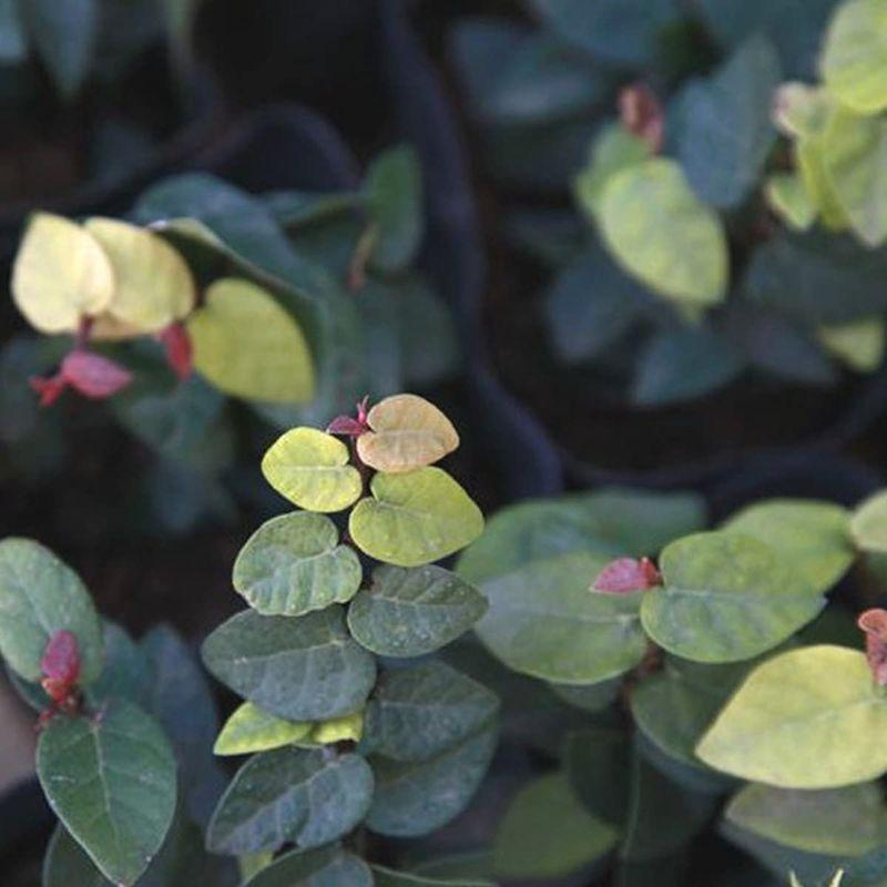 オオイタビ 24ポットセット 常緑 苗 グランドカバー 観葉植物 プミラ