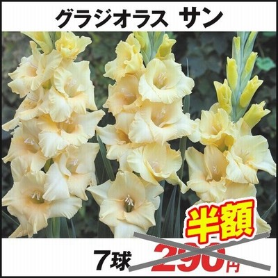 100 品質保証 在庫処分セール 春植え球根 グラジオラス オレンジサン 7球 Sarozambia Com