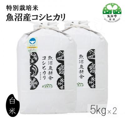 ふるさと納税 魚沼市 特別栽培米 魚沼産コシヒカリ  精米  10kg (5kg×2)