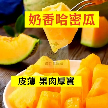 🌱早熟高產 奶香哈密瓜種子HMG-9 皮薄 果肉厚實 洋香瓜 蜜瓜 易生長  高產 抗病抗旱易種植 高產爬藤水果種子