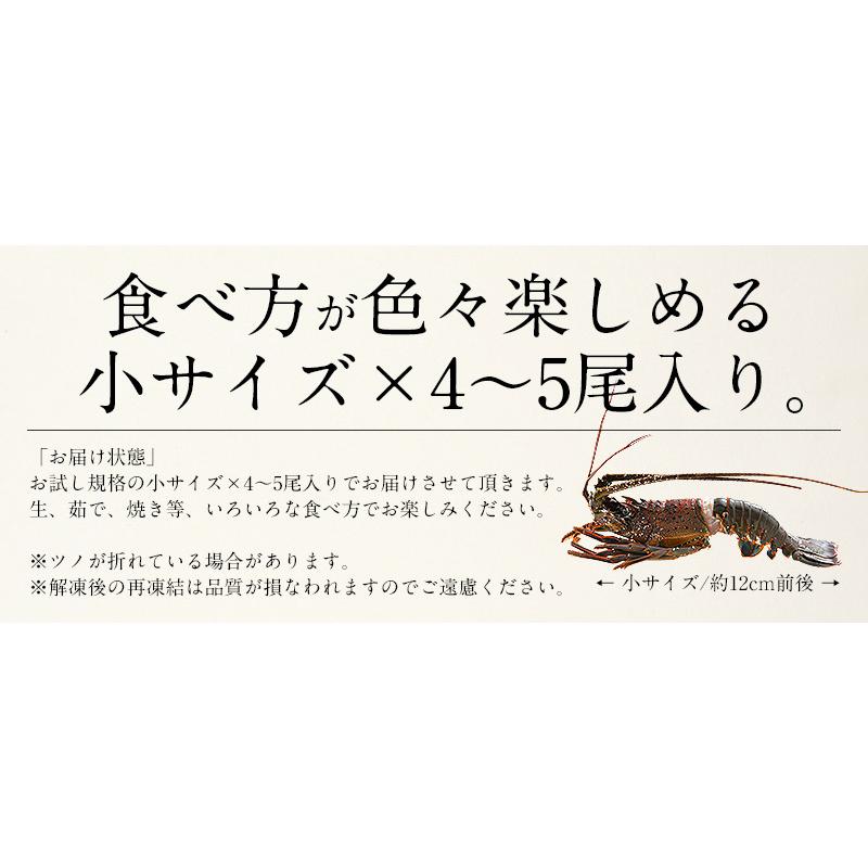 伊勢海老 千葉県産 外房イセエビ 小サイズ×4〜5尾 刺身 冷凍  伊勢エビ 伊勢えび えび エビ 海老 冬グルメ 冬ギフト