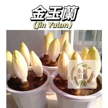 嘉義現貨 （金玉蘭種子100粒）軟化菊苣種子 金玉蘭菜 紫玉蘭 四季陽臺蔬菜 食用金玉蘭菜種子 口感豐富 發芽率高