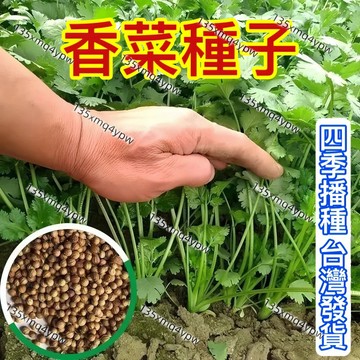 台灣發貨-蝦皮熱銷 速生香菜種子（500粒）三天出芽  農家大葉香菜 耐抽薹芫荽種子 火鍋必備  四季播種 耐熱蔬菜種子