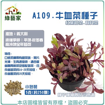 A109.牛血菜種子5克(約250顆)紅葉甜菜 寶貝菜 牛血菜 牛血菜種子 紅甜菜 種子【綠藝家】