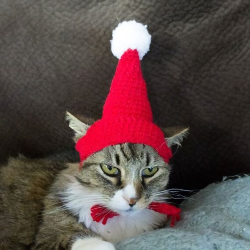 ペット用 猫用 犬用 帽子 ニット帽 ニットキャップ トンガリ帽子 ボンボン付き ポンポン付き クリスマス コスプレ コスチューム 防寒 寒さ対策 暖 通販 Lineポイント最大0 5 Get Lineショッピング