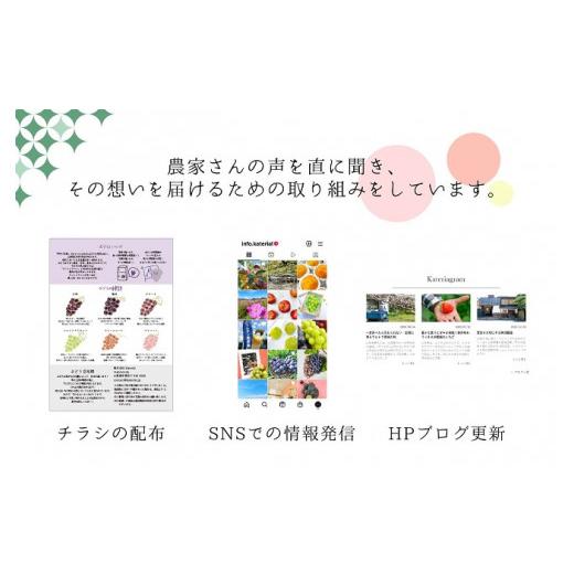 ふるさと納税 山梨県 甲斐市 シャインマスカット定期便　２房×２回