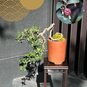 原生種小葉銀梧∣大懸崖盆景 茶道意境 結果中