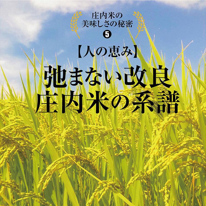 令和５年産 つや姫２kg 山形県の米どころ庄内平野で育った庄内米 送料無料